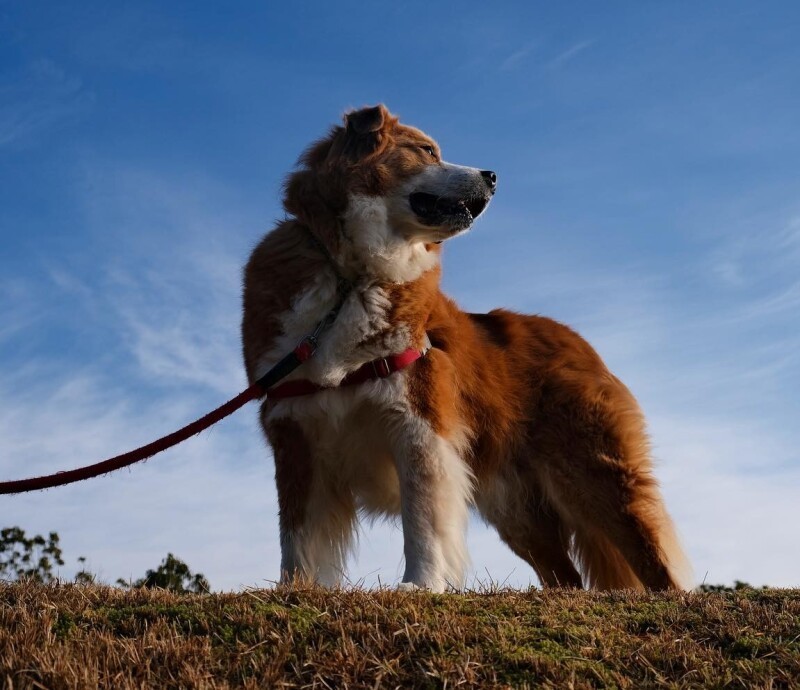 八七（やひち）