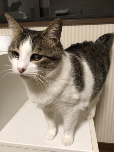 決して食べ物は狙っているわけじゃないよ