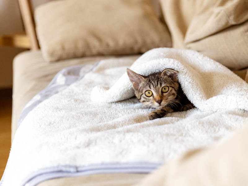 毛布に包まれるのが好きなもち