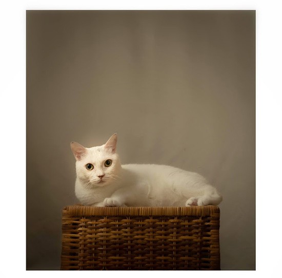 籠猫（吉田さん撮影）