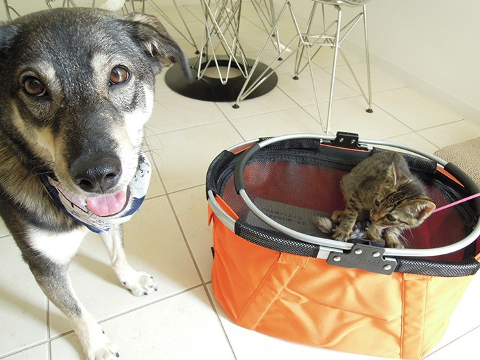 ナッチャンも初めは警戒しつつも、爪は出さず攻撃する素振りを見せない