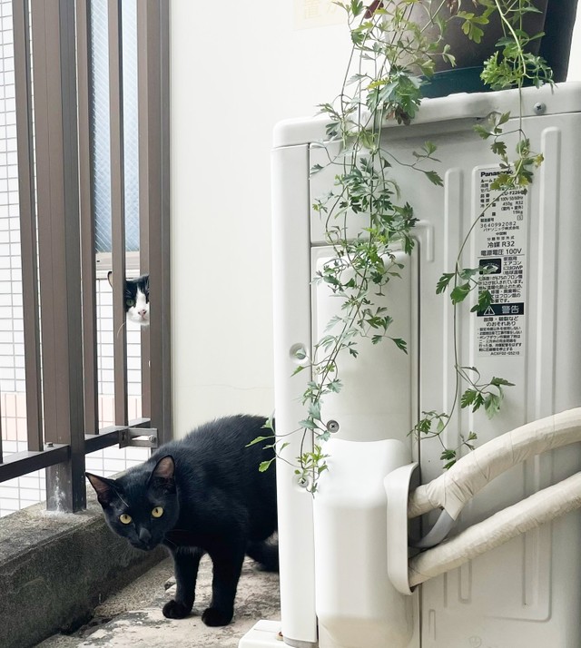 ある日、黒猫ちゃんが仕切り板を突破して侵入してきました！（MayaさんのTwitterより）
