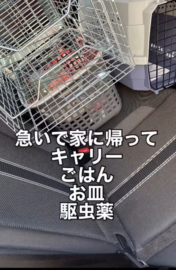 急いで家に帰ってキャリーやご飯などを取りに行った（「mobimo/ミケ・ポコア・TNRクロコのびのび暮らし」さん提供、Instagramよりキャプチャ撮影）