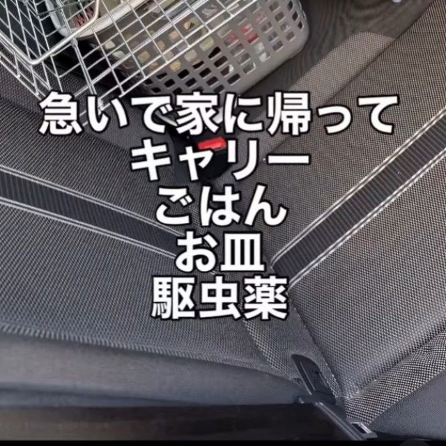 急いで家に帰ってキャリーやご飯などを取りに行った（「mobimo/ミケ・ポコア・TNRクロコのびのび暮らし」さん提供、Instagramよりキャプチャ撮影）