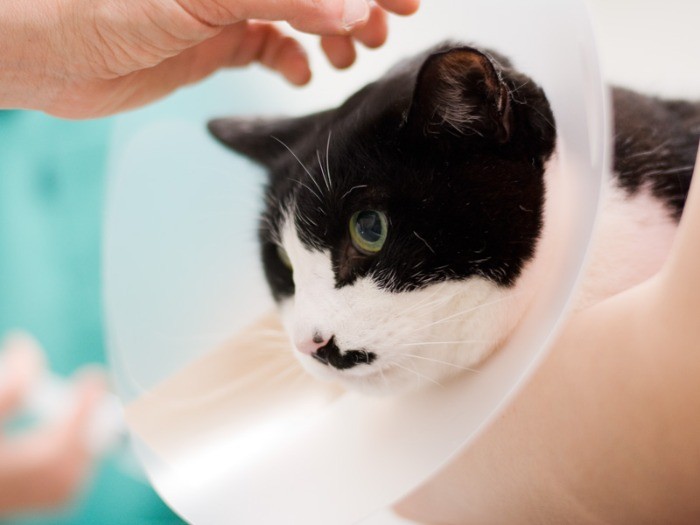 「あのねおじちゃん、エリザベスカラーのカラーは色って意味じゃないの。だから白もあるよ」（小林写函撮影）