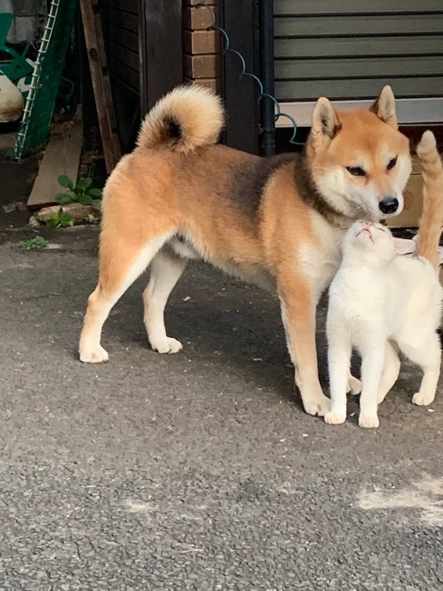 体を寄せ合う虎太郎くんとシロちゃん（提供写真）
