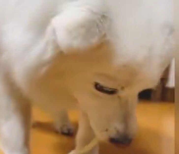 香川県発「犬用うどん」に笑顔！愛犬スノちゃんの奮闘エピソード