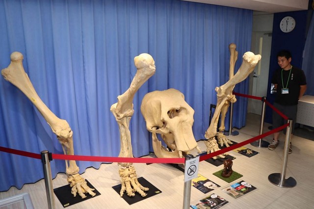 池田動物園にいたインドゾウ・メリーの頭や足の骨のレプリカ