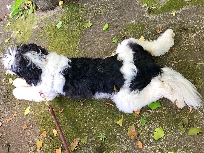 ゆる伏せポーズ（きょう子さん提供）