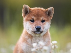 柴犬の社会化トレーニングは一生続く！　人、犬、動物病院に慣れる方法