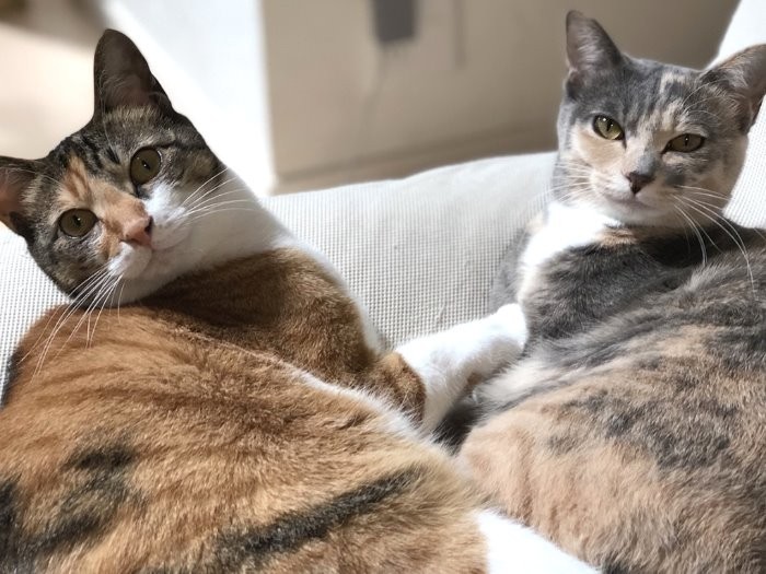 すっかり大きくなりました。「慎重な姉と奔放な妹だから、アナ雪のエルサとアナみたい」