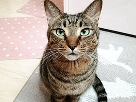 かわいさと目力でおやつを強力におねだり　キジトラ「キトラ」　