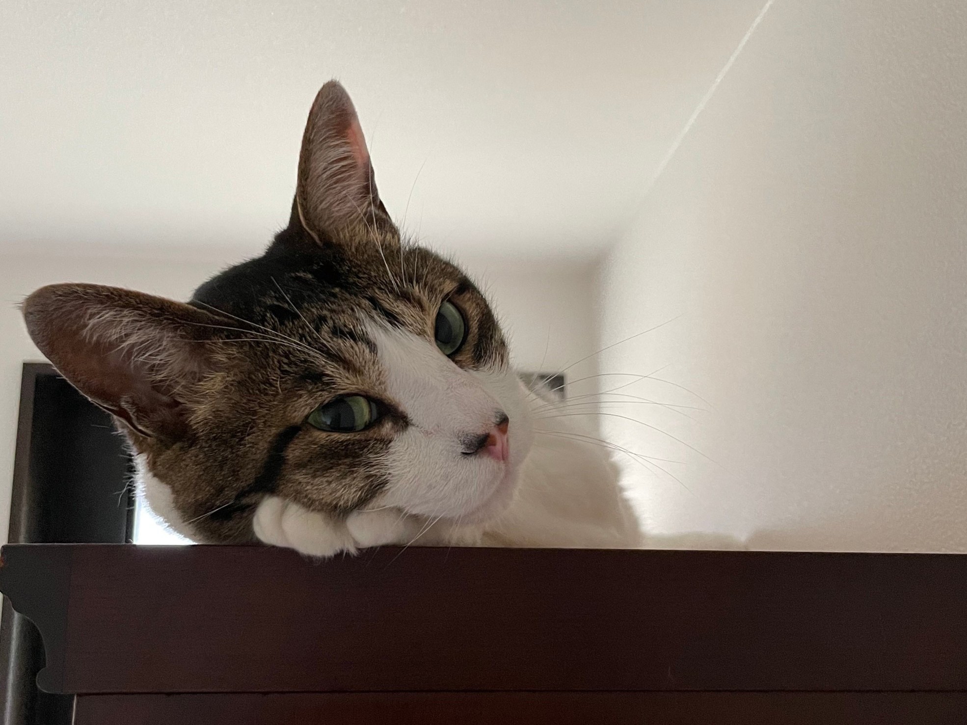 最高裁の裁判官も狙って出した!?　１００年に一度の「猫の日」スペシャル