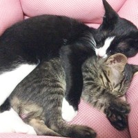 弟猫のるぅくん（手前）を抱いて眠るりぃちゃん（奥）（画像提供：もみおさん）