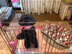 サークルに入れると吠える犬　中でリラックスできる環境を