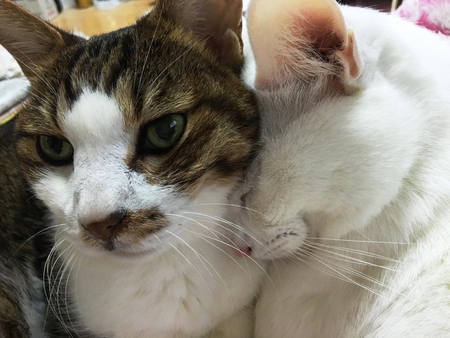 サスケお兄ちゃんは闘病中　カムトも一緒にくっついていたい！