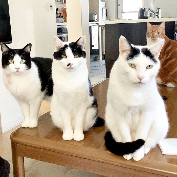 同居猫と右奥のゴンちゃん。（左から）アズちゃん、風太郎くん、マロくん（画像提供：こげめちゃん）