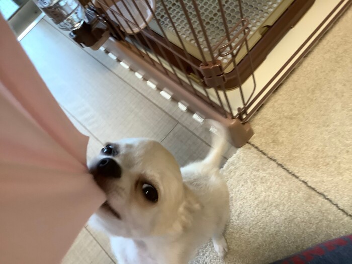 かわいいはずのチワワに肉をえぐられるほど嚙まれ 飼い主は家の中で息をひそめる 犬 猫との幸せな暮らしのためのペット情報サイト Sippo かわいいはずのチワワに肉をえぐられるほど嚙まれ 飼い主は家の中で息をひそめる 犬 猫との幸せな暮らしのためのペット情報サイト Sippo