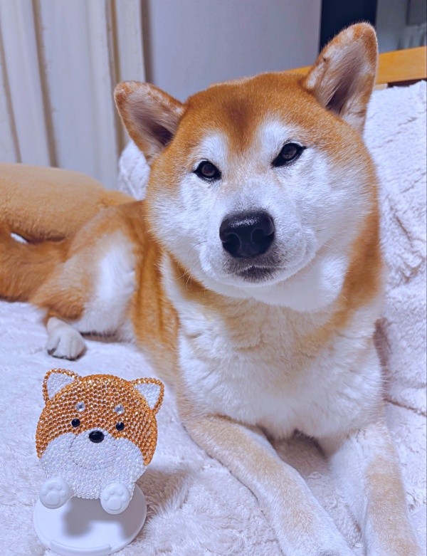 柴犬のぬいぐるみとのツーショットが愛らしい豆次郎くん（画像提供：しばわんこさん）