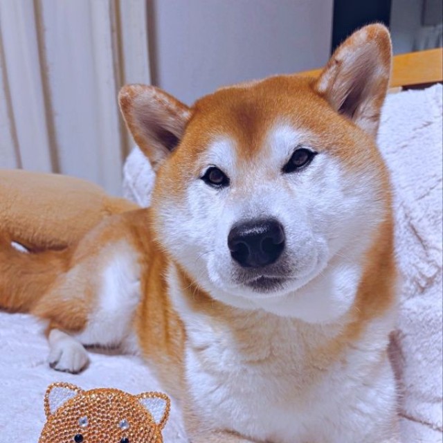 柴犬のぬいぐるみとのツーショットが愛らしい豆次郎くん（画像提供：しばわんこさん）