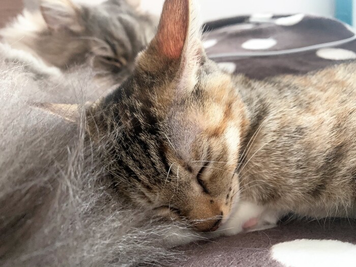 しあわせの図（健太さん提供）