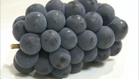 岡山県産ピオーネがデパートに初入荷　今年も甘く濃厚な味