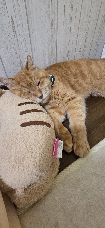 クッションで顔が潰れる姿も愛くるしい
