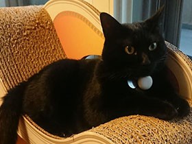 この爪研ぎソファがお気に入り　おっとりした黒猫「ルーク」