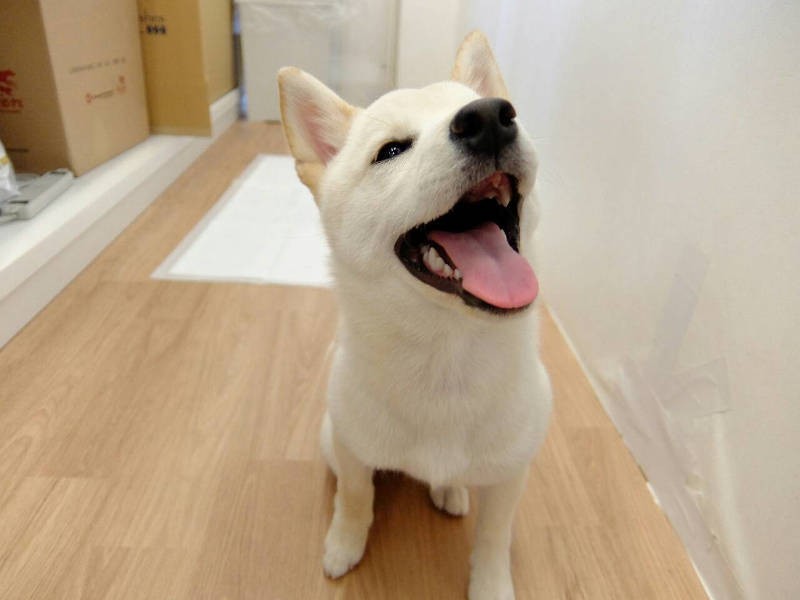 社会化お泊まりで、見違えるほど落ち着いたココちゃん