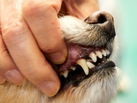 【獣医師監修】犬はどこの歯が汚れやすい？　犬の歯について知っておこう