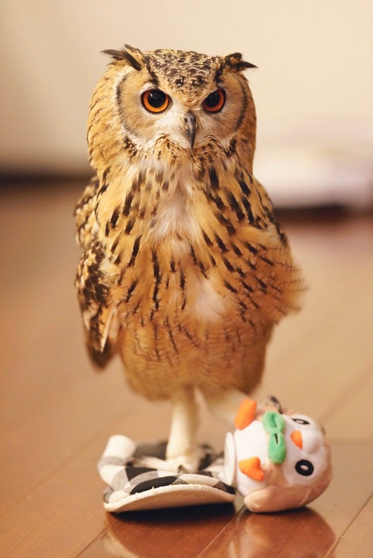 ホホホホホッ」飼い主の頭上に降り立って喜ぶフクロウがかわいい