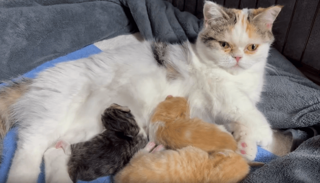 お家の中では猫も子育て中／佐藤誠さん（@makoto.satou.7505）提供