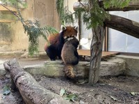 赤ちゃんをくわえて運ぶ母グミ 画像提供：那須どうぶつ王国