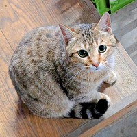 飼い主さんのそばに来るようになったキィちゃん（画像提供：アヴェマナヴさん）