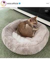 高島礼子インスタグラム＠reico.officialより