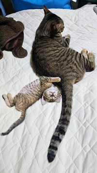 全力で甘えます（画像提供：もりくろさん）