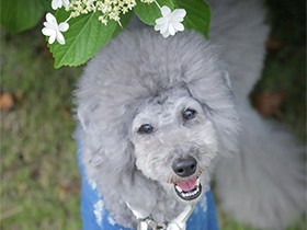 あじさいをみにお台場へ来たよ　甘えん坊なトイプードル「ラフ」