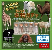 動物園の人気者が並んだ「本物ガチャ」。毛の特徴もそれぞれ個性が強そう。…となればコンプリートを狙いたくなるかも（画像提供：愛媛県立とべ動物園）