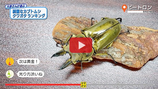 #526ビートロン②