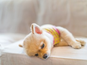 犬の心臓病　僧帽弁閉鎖不全症を発症してから亡くなるまで、飼い主ができることは