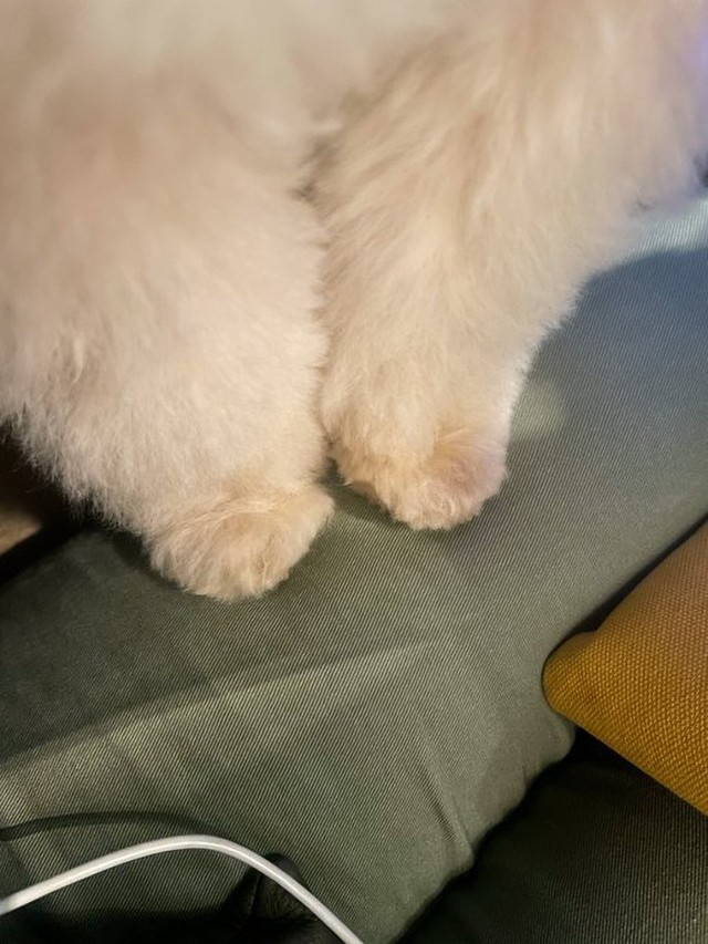 可愛らしいふわふわの両前足（画像提供：ぺんたさん)