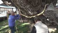 樹齢1600年以上といわれる「シンパク」の木にしめ縄を飾り付け
