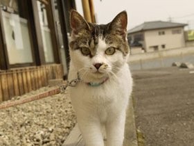 ちゃっかり者の看板猫「ちゃ香」が迎えるカレー屋さん
