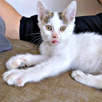 ほっそりとしていたおかかくん（画像提供：おかかとそぼろの成長記録さん）