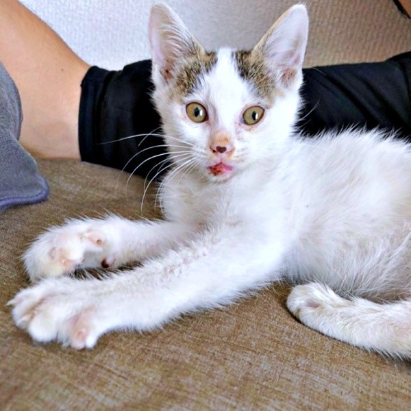 ほっそりとしていたおかかくん（画像提供：おかかとそぼろの成長記録さん）