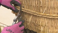 造園業者が松の木に巻かれたこもを1つ1つ取る