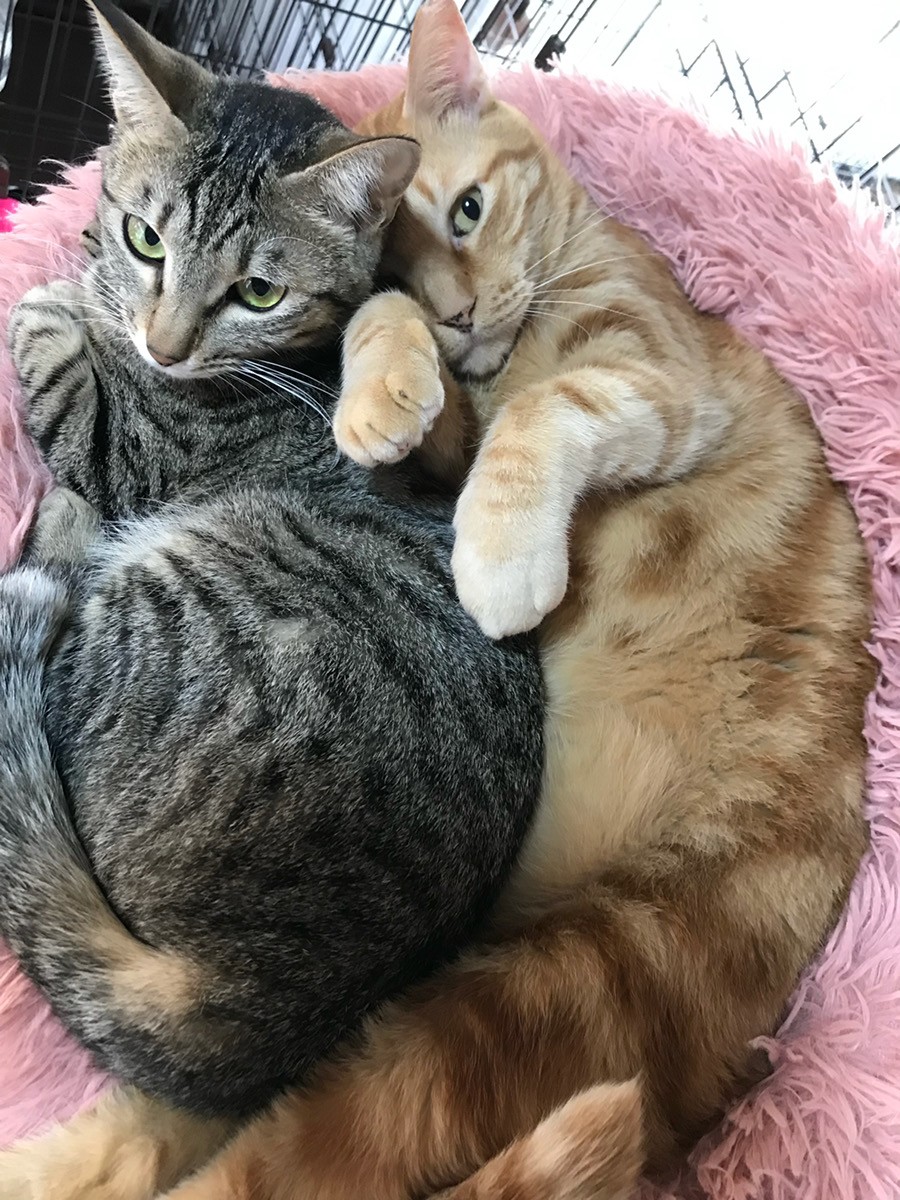 引き取った茶トラは8キロを超える巨体 2年の施設生活を経て「大きな猫