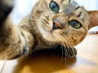 カメラにソフト猫パンチ！