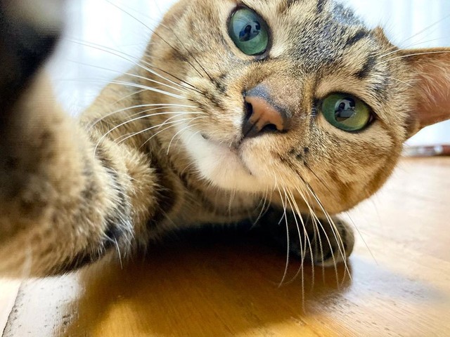 カメラにソフト猫パンチ！