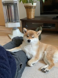 飼い主さんとお家でくつろぐマヤちゃん。「運動量が少なくなった対策として家の中で一緒に遊ぶようにしています」と、飼い主さん（画像提供：mayaさん）